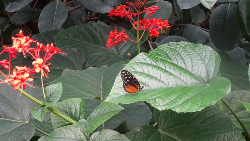 Schmetterling auf einem Blatt